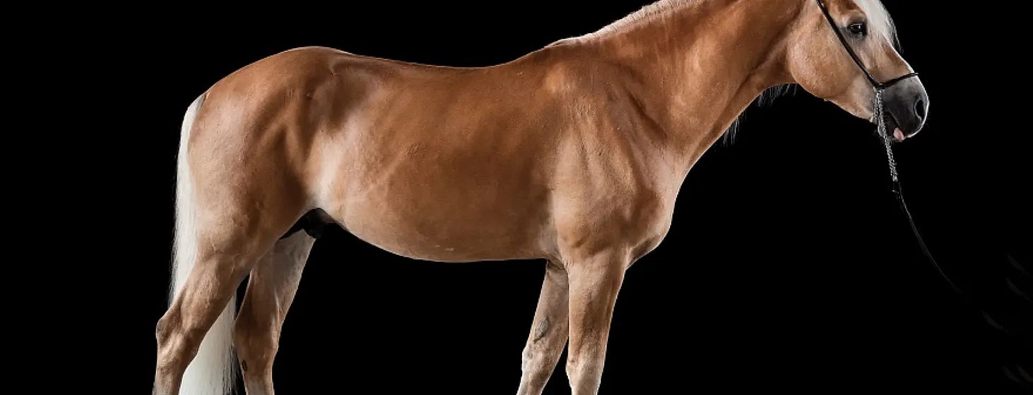 Profile of a brown horse from the neck to the tail against a black background, highlighting its glossy coat and muscular physique.