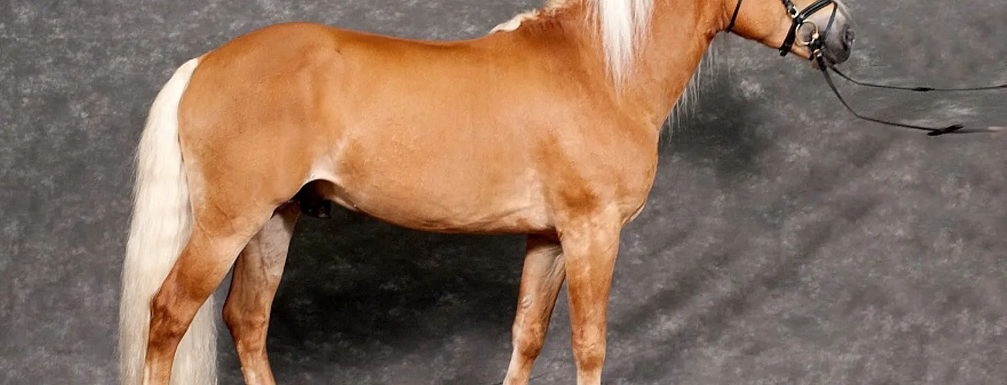A side profile of a chestnut horse with a white mane and tail, standing against a neutral, textured background.