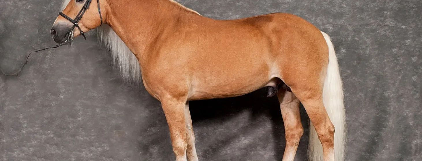 A side view of a tan horse with a white mane and tail standing against a gray background. The horse's body is shown from head to tail.