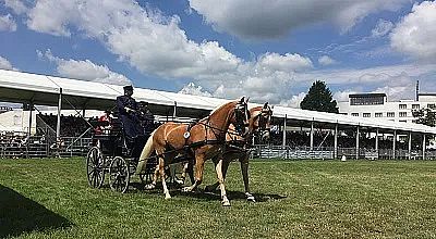 Zwei elegante Pferde ziehen eine traditionelle Kutsche über eine grüne Wiese, geführt von einem Fahrer in Uniform unter einem sonnigen Himmel mit Wolken.