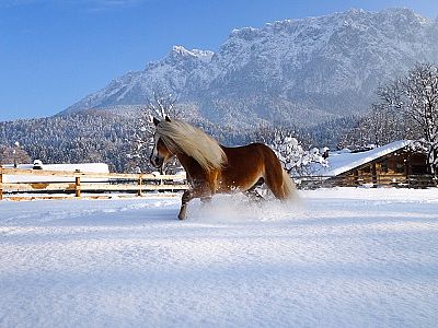 2015-01-fohlenhof-ebbs-novembernebelimschnee-fotograf-anitabaumgartner