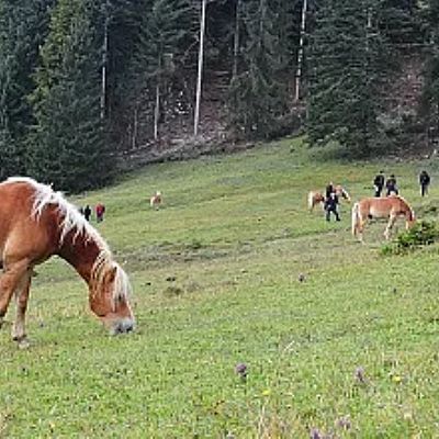 A serene mountain meadow scene with several brown horses grazing on lush green grass, surrounded by tall pine trees and gentle rolling hills.