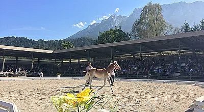 Eine Pferdeshow in einer Arena mit Bergen im Hintergrund. Zuschauer sitzen auf Tribünen, während eine Person ein Pferd an der Leine führt. Blumen im Vordergrund.