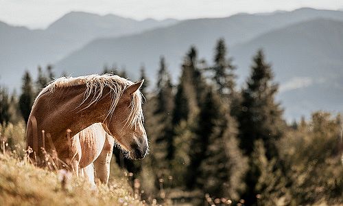 2018-08-zauberlicht-fotografie-anja-felkel-5-2