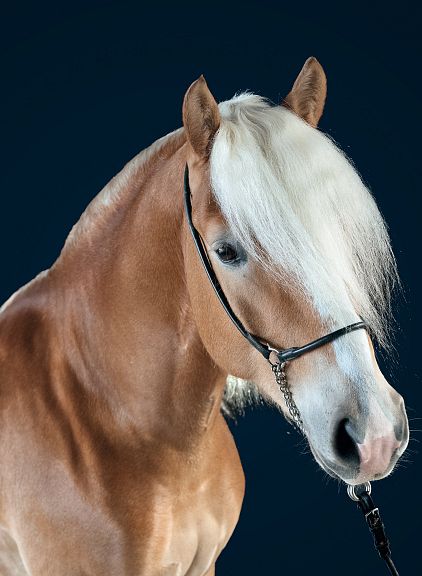 A close-up of a Haflinger horse with a light mane against a dark blue background. The horse has a chestnut coat and is wearing a black bridle.