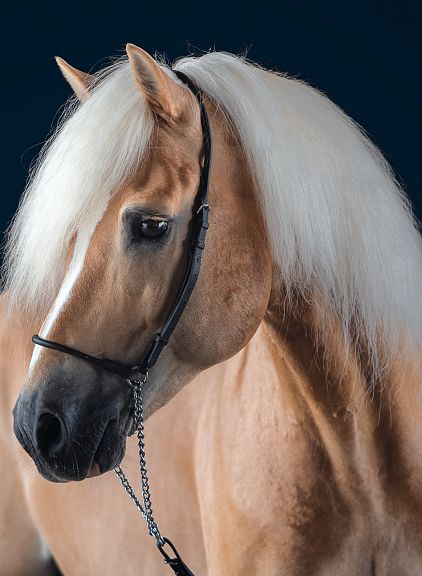 Profilo di un elegante cavallo marrone chiaro con criniera bianca e folta, su sfondo blu scuro. Il cavallo indossa una briglia nera semplice.