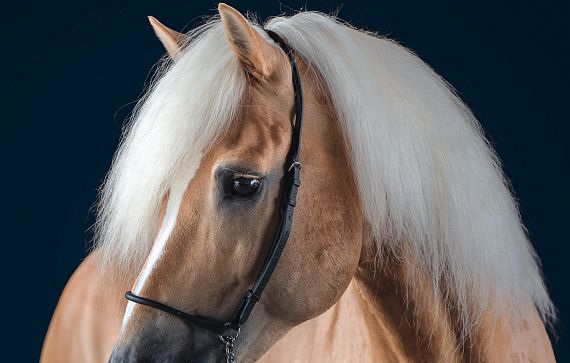 Nahaufnahme eines Haflinger-Pferdes mit hellbraunem Fell und langer, weißer Mähne vor dunklem Hintergrund. Das Pferd trägt ein schwarzes Lederhalfter.