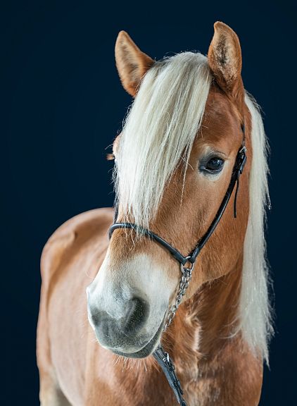 Un cavallo marrone con una criniera bionda, visto di fronte su uno sfondo blu scuro. Indossa un semplice morso nero.