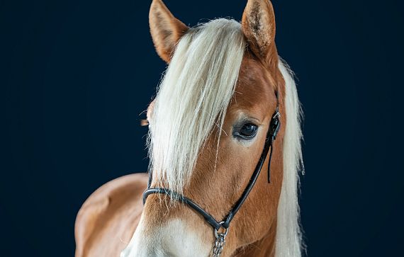 Nahaufnahme eines blonden Pferdes mit cremefarbener Mähne und schwarzem Halfter vor einem dunkelblauen Hintergrund. Die Ohren sind aufgestellt.