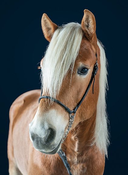 A chestnut horse with a white mane gazes forward. The background is dark blue, emphasizing the horse's features and silky mane.