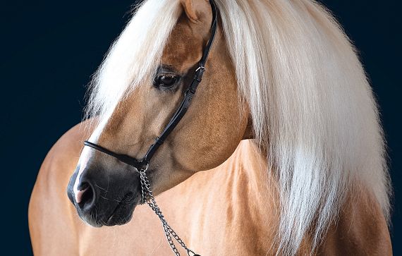 Ein bräunliches Pferd mit langem, hellem Mähnenhaar und dunklen Augen steht vor einem dunklen Hintergrund, elegant mit einem schwarzen Halfter geschmückt.