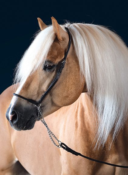 Un bellissimo cavallo biondo con una criniera lunga e fluente, ritratto su uno sfondo blu scuro. Il cavallo indossa una testiera nera elegante.