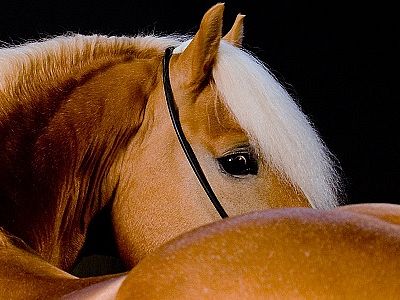 amerigo