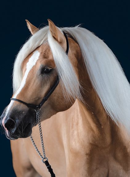 Cavallo marrone con criniera lunga e bianca, indossa una briglia nera. Sfondo scuro che mette in risalto la bellezza del mantello e della criniera.
