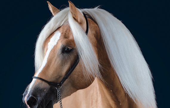 Elegantes palomino Pferd mit langem, fließendem weißen Mähnenhaar, das gegen einen dunkelblauen Hintergrund posiert. Der Ausdruck ist ruhig und erhaben.