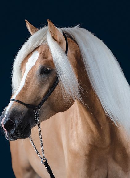 Close-up of a palomino horse with a luxurious white mane, wearing a bridle, set against a dark background. Its coat is golden and shiny.