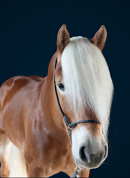 Un cavallo Haflinger dal manto marrone chiaro con una lunga criniera bianca, su sfondo blu scuro, che guarda direttamente verso l'osservatore.