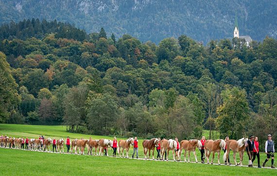 Una fila di cavalli e cavalieri cammina su un prato verde, circondata da alberi e colline. Sullo sfondo si vede una chiesa in cima a una collina.