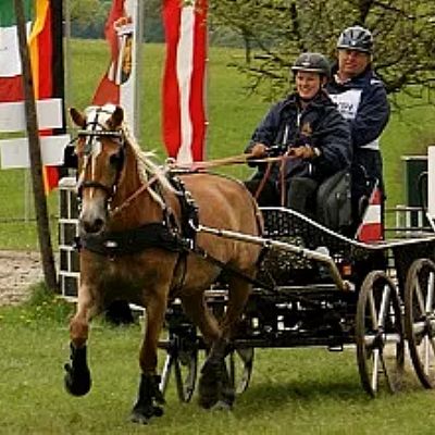 Cavallo marrone traina una carrozza su un sentiero erboso, guidata da due persone con caschi. Sullo sfondo si vedono alberi e bandiere colorate.