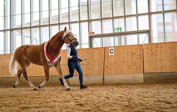 Ein braunes Pferd mit einer weißen Mähne wird von einer Person in einer Indoor-Reithalle geführt. Beide befinden sich auf einem sandigen Boden, mit Holzwänden.