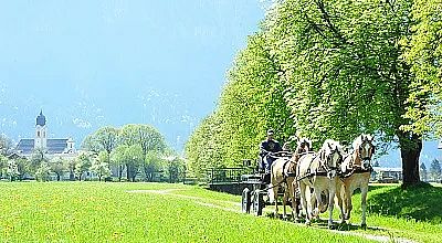 Pferdekutsche mit zwei Pferden fährt auf einem grünen Weg entlang einer Baumreihe. Im Hintergrund sind Berge und ein Gebäude sichtbar.