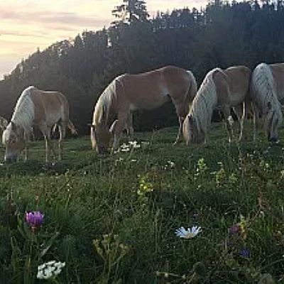 Sechs Pferde grasen auf einer grünen Wiese in einer Berglandschaft bei Sonnenuntergang. Im Vordergrund blühen bunte Wildblumen. Der Himmel ist rosa gefärbt.