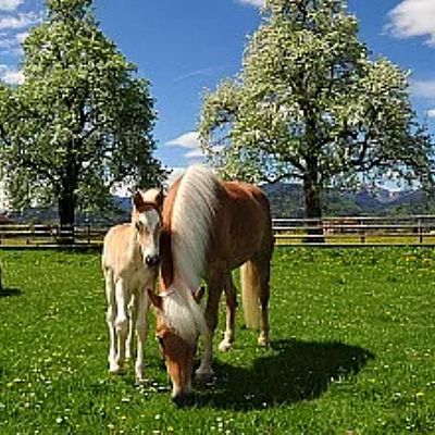 Pferde grasen auf einer grünen Wiese, umgeben von blühenden Bäumen und Bergen im Hintergrund. Der Himmel ist blau mit weißen Wolken.