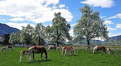 Grüne Wiese mit mehreren Pferden und Fohlen beim Grasen. Im Hintergrund stehen Obstbäume und ein Zaun, über allem ein klarer blauer Himmel mit Wolken.