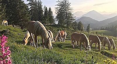 Eine Gruppe von Pferden grast auf einer grünen Wiese in einer Berglandschaft bei Sonnenuntergang. Der Himmel ist klar, Bäume und Berge bilden den Hintergrund.