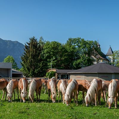 A group of horses grazing on a lush green field with a clear blue sky in the background. Trees and a house with a pointed roof are also visible.
