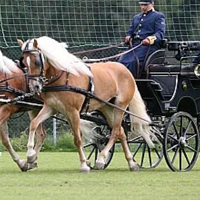 Coppia di cavalli biondi traina una carrozza nera con due persone, un uomo e una donna, indossando uniformi eleganti all'aperto su erba verde.