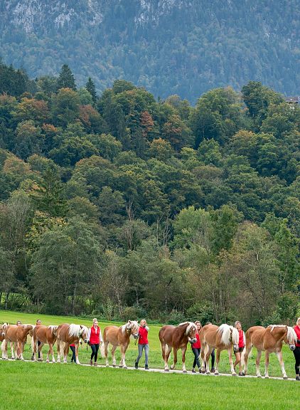 Eine lange Reihe von Pferden wird von mehreren Personen in einem grünen Feld geführt, umgeben von bewaldeten Hügeln und einer kleinen Kirche im Hintergrund.
