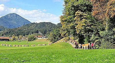 Eine malerische Landschaft mit grünem Feld, auf dem eine Herde von Kühen weidet. Im Hintergrund sind bewaldete Hügel und ein klarer Himmel zu sehen.