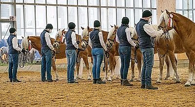 Mehrere Personen in blauen Westen und Mützen führen festlich geschmückte Pferde in einer Reithalle. Die Pferde tragen rote Dekorationen und Schleifen.