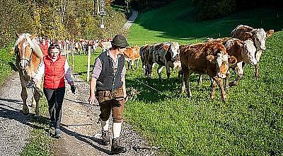 Ein Mann und eine Frau führen eine Herde Kühe über einen ländlichen Weg. Sie sind in traditioneller bäuerlicher Kleidung unterwegs. Die Sonne scheint.