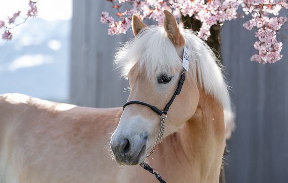Ein Haflinger mit blonder Mähne steht vor einem blühenden Kirschbaum. Das Pferd trägt ein Halfter, und im Hintergrund ist ein Teil eines grauen Gebäudes zu sehen.