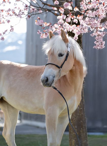 Ein Haflinger mit blonder Mähne steht vor einem blühenden Kirschbaum. Das Pferd trägt ein Halfter, und im Hintergrund ist ein Teil eines grauen Gebäudes zu sehen.