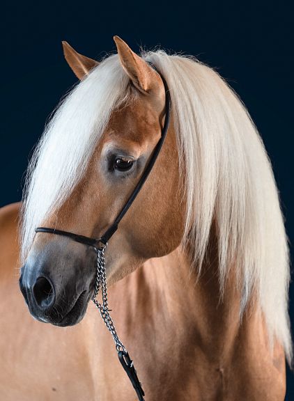 Un cavallo marrone chiaro dai capelli biondi e lucidi, con un'espressione calma e uno sfondo blu scuro, appare elegante e ben curato.
