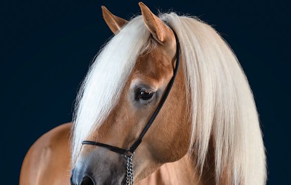 Ein Haflinger-Pferd mit hellem, langem Mähnenhaar und einem schwarzen Zaumzeug, vor dunkelblauem Hintergrund. Es schaut nach links mit aufmerksamem Blick.