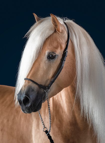 Un elegante cavallo dal mantello dorato con una lunga criniera bianca. Indossa una briglia nera, su sfondo blu scuro.