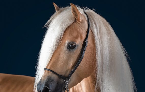 Ein elegantes, hellbraunes Pferd mit langem, weißem Schweif und Mähne. Es trägt ein schwarzes Zaumzeug und steht vor einem dunkelblauen Hintergrund.