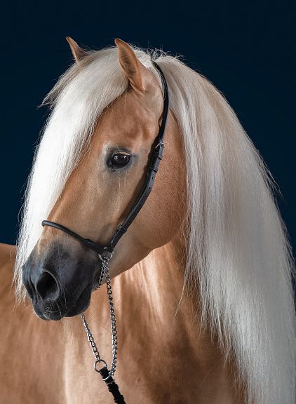 A beautiful Palomino horse with long, flowing white mane against a dark blue background, wearing a simple black halter, looking to the left.
