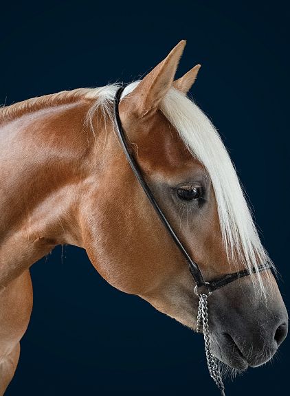 Primo piano di un cavallo marrone con criniera bianca, indossa una briglieria nera su uno sfondo blu scuro.