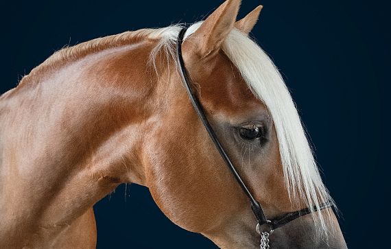 Nahaufnahme eines braunen Pferdes mit heller Mähne, das ein schwarzes Zaumzeug trägt. Der Hintergrund ist dunkelblau und hebt das Pferd hervor.