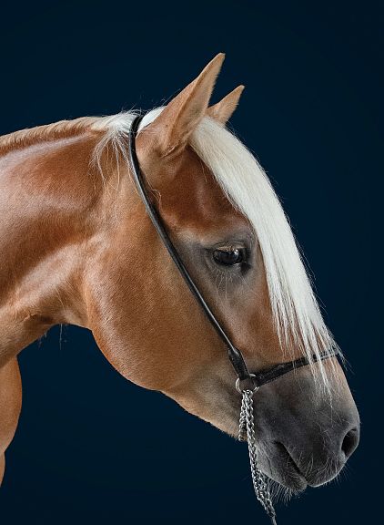 A profile view of a chestnut horse with a light mane against a dark blue background. The horse is wearing a black bridle and appears calm and focused.