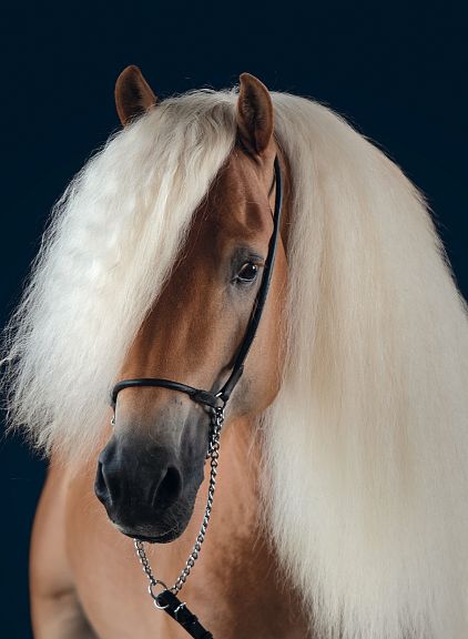 Un cavallo con una lunga criniera bianca e lucente, su sfondo blu scuro. L'animale ha un'espressione calma e elegante.