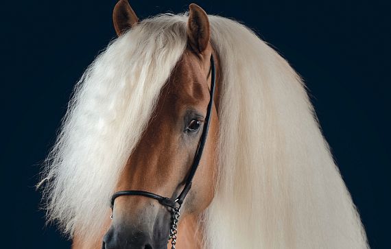 Ein elegantes Pferd mit braunem Fell und langer, welliger, blonder Mähne schaut aufmerksam nach links. Der Hintergrund ist dunkel gehalten.