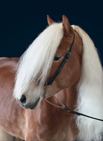 Cavallo marrone con lunga criniera bianca, copre parzialmente il volto. Sfondo blu scuro. Un'eleganza equina notevole.