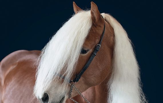 Ein elegantes braunes Pferd mit langer, fließender weißer Mähne, seitlich gezeigt, auf einem dunklen Hintergrund. Das Pferd trägt ein einfaches schwarzes Halfter.