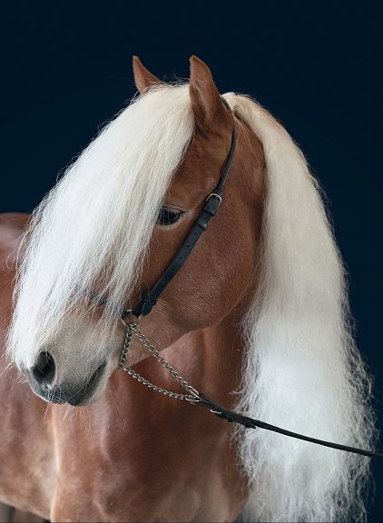 A chestnut horse with a flowing white mane stands against a dark blue background. The horse's head is turned slightly, and it wears a black bridle.